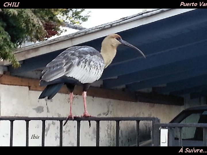 Puerto Var CHILI Ibis À Suivre… 