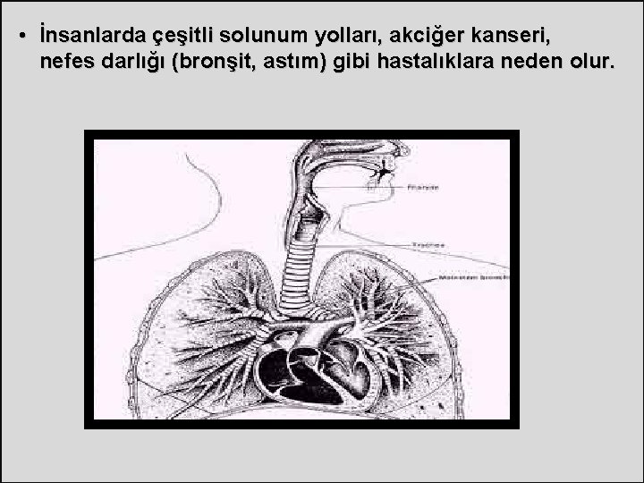  • İnsanlarda çeşitli solunum yolları, akciğer kanseri, nefes darlığı (bronşit, astım) gibi hastalıklara