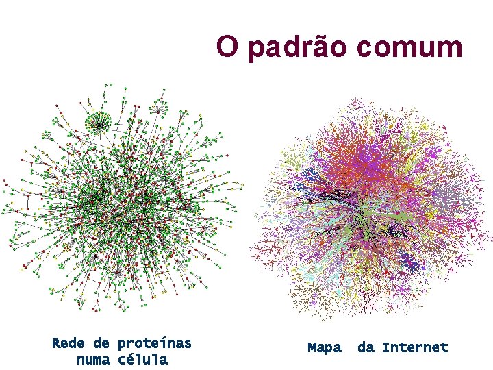 O padrão comum Rede de proteínas numa célula Mapa da Internet 