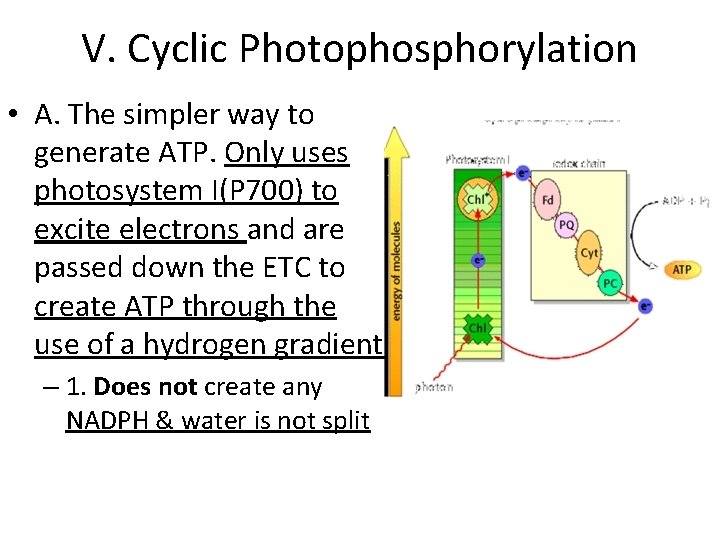 V. Cyclic Photophosphorylation • A. The simpler way to generate ATP. Only uses photosystem