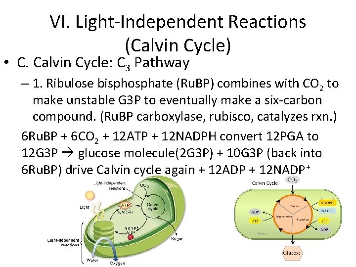 VI. Light-Independent Reactions (Calvin Cycle) • C. Calvin Cycle: C 3 Pathway – 1.