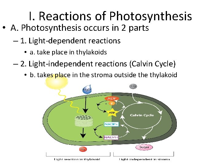 I. Reactions of Photosynthesis • A. Photosynthesis occurs in 2 parts – 1. Light-dependent