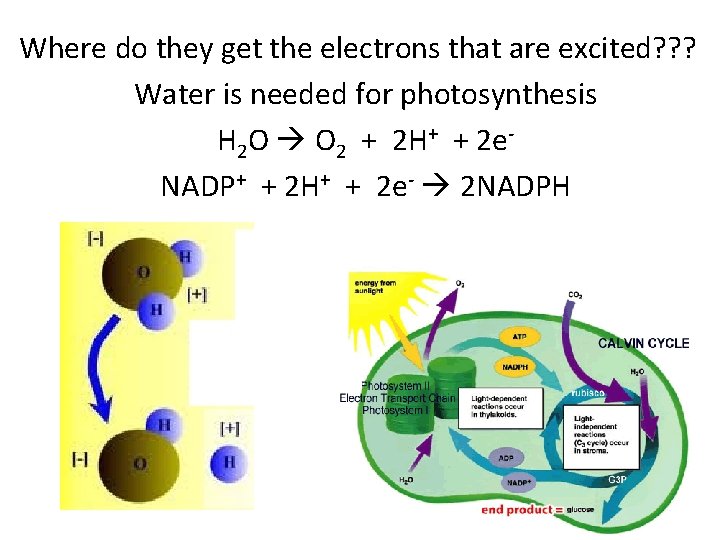 Where do they get the electrons that are excited? ? ? Water is needed