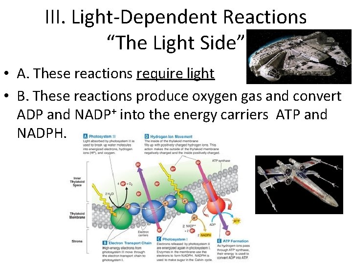 III. Light-Dependent Reactions “The Light Side” • A. These reactions require light • B.