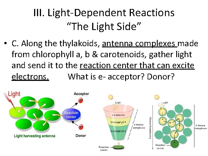 III. Light-Dependent Reactions “The Light Side” • C. Along the thylakoids, antenna complexes made