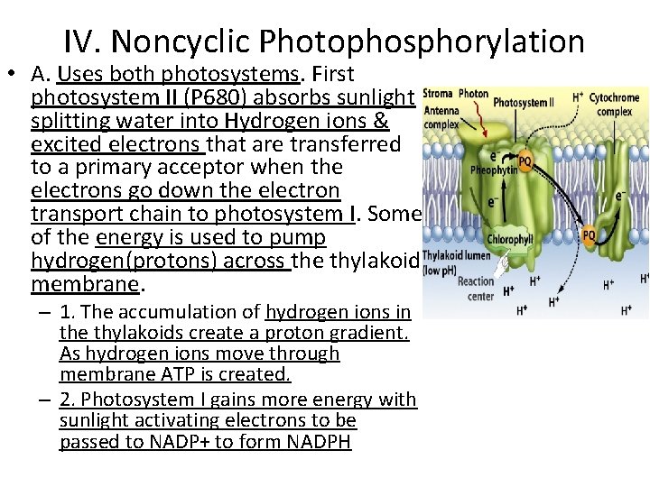IV. Noncyclic Photophosphorylation • A. Uses both photosystems. First photosystem II (P 680) absorbs