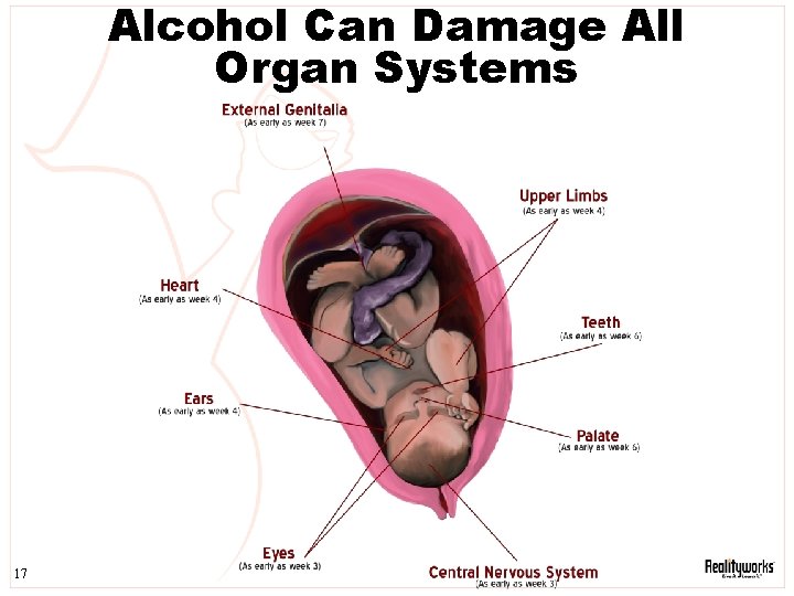 Alcohol Can Damage All Organ Systems 17 