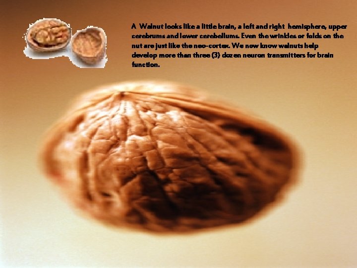 A Walnut looks like a little brain, a left and right hemisphere, upper cerebrums