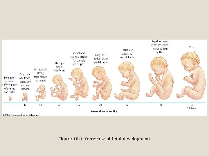 Figure 10. 1 Overview of fetal development 