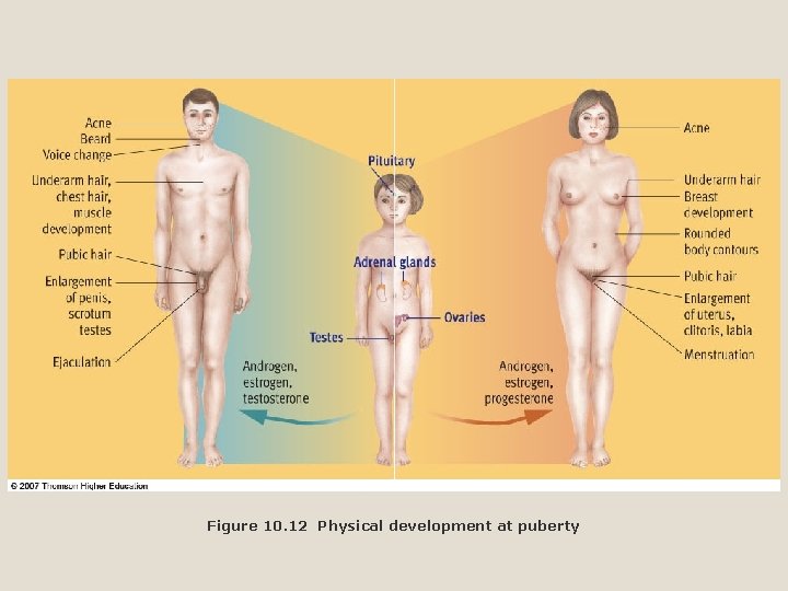 Figure 10. 12 Physical development at puberty 