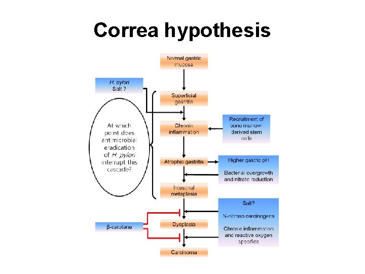 Correa hypothesis 