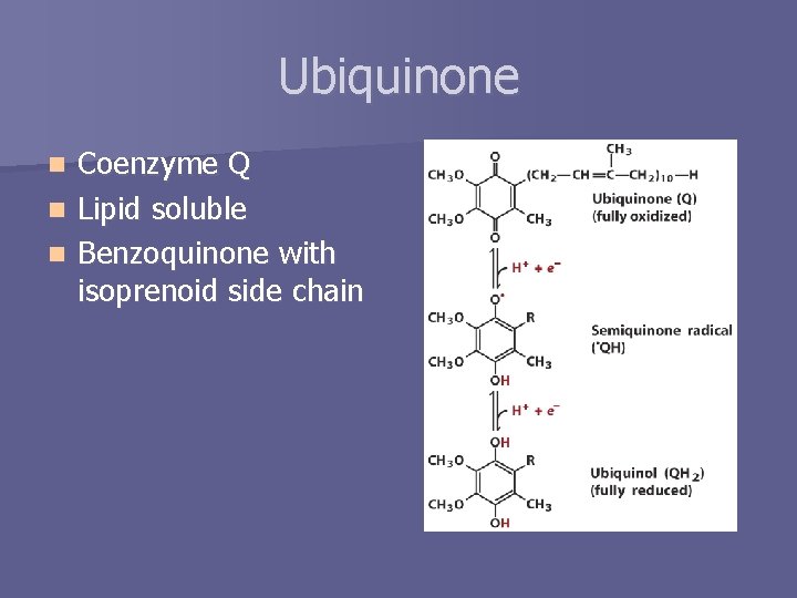 Ubiquinone Coenzyme Q n Lipid soluble n Benzoquinone with isoprenoid side chain n 