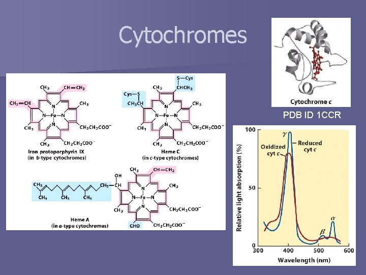 Cytochromes PDB ID 1 CCR 
