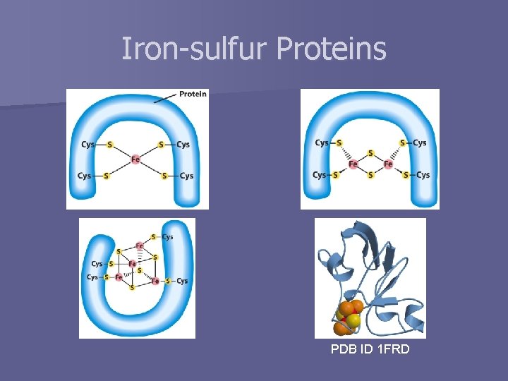 Iron-sulfur Proteins PDB ID 1 FRD 