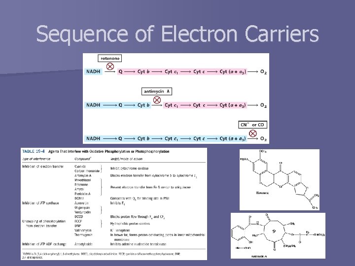 Sequence of Electron Carriers 