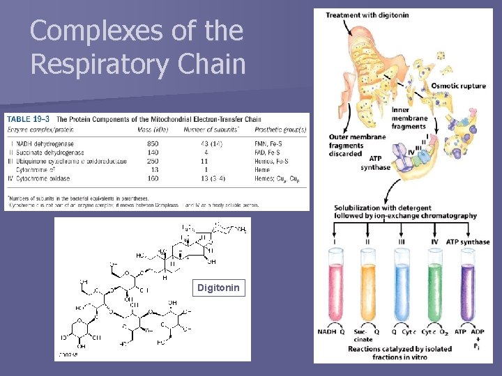 Complexes of the Respiratory Chain Digitonin 