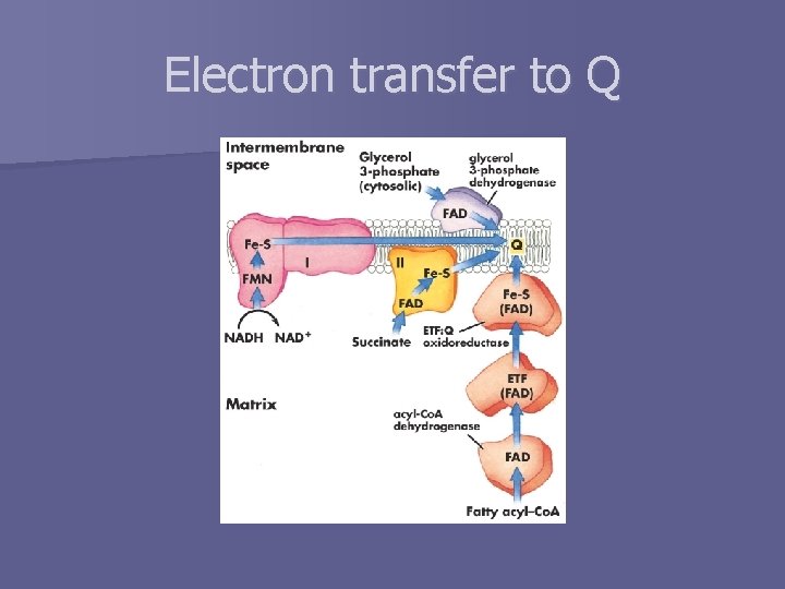 Electron transfer to Q 