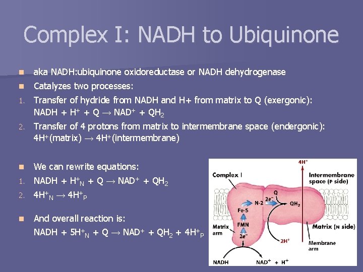 Complex I: NADH to Ubiquinone n aka NADH: ubiquinone oxidoreductase or NADH dehydrogenase n