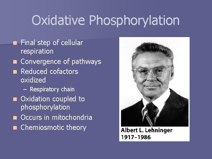 Oxidative Phosphorylation Final step of cellular respiration n Convergence of pathways n Reduced cofactors
