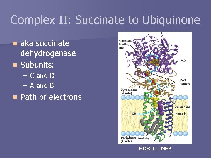 Complex II: Succinate to Ubiquinone aka succinate dehydrogenase n Subunits: n – C and