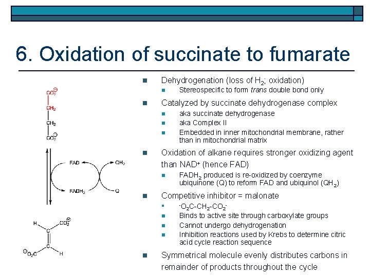6. Oxidation of succinate to fumarate n Dehydrogenation (loss of H 2; oxidation) n
