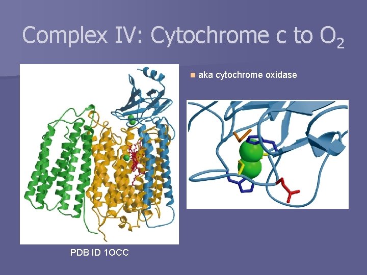 Complex IV: Cytochrome c to O 2 n PDB ID 1 OCC aka cytochrome