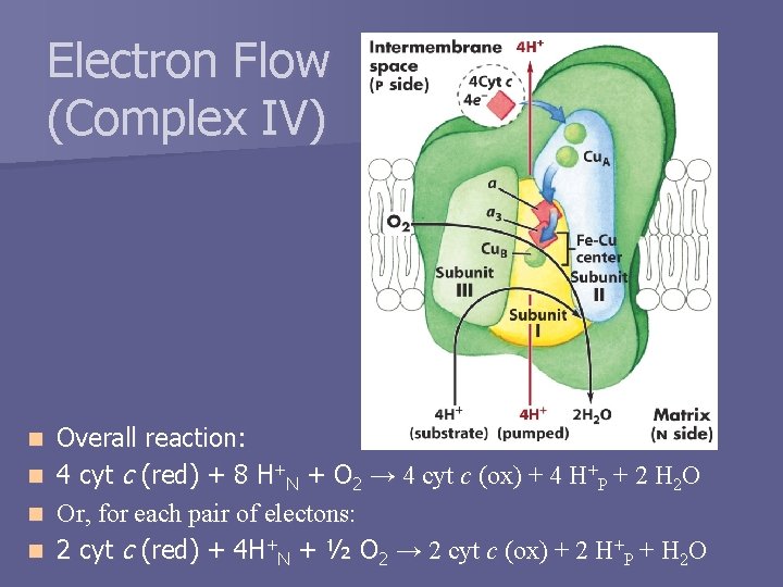Electron Flow (Complex IV) n n Overall reaction: 4 cyt c (red) + 8
