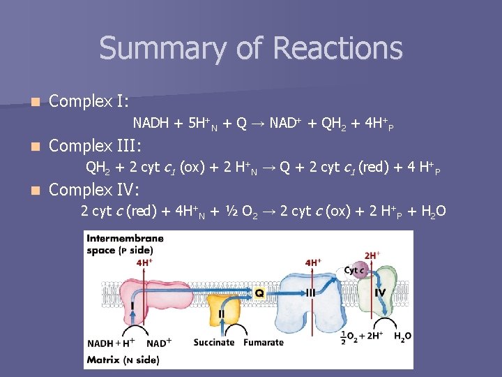 Summary of Reactions n Complex I: NADH + 5 H+N + Q → NAD+