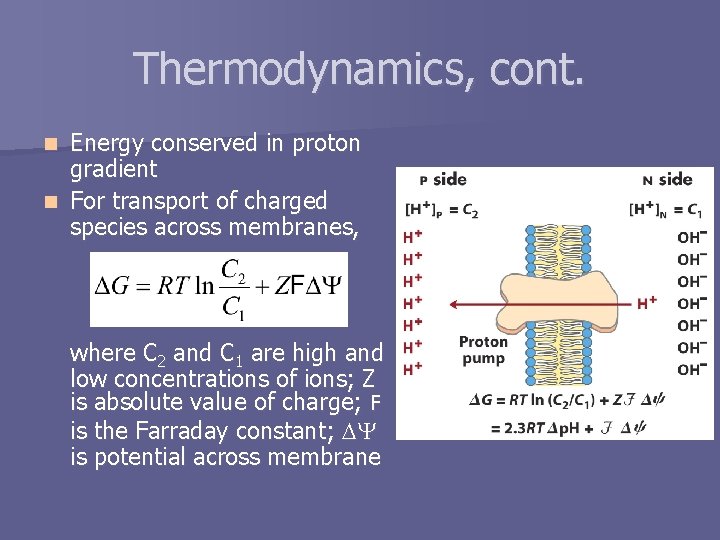 Thermodynamics, cont. Energy conserved in proton gradient n For transport of charged species across