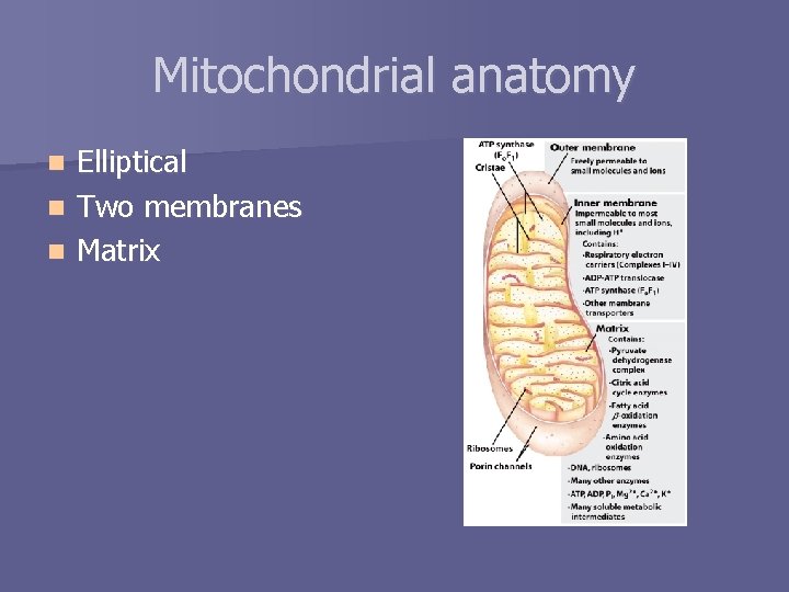 Mitochondrial anatomy Elliptical n Two membranes n Matrix n 
