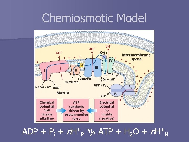 Chemiosmotic Model ADP + Pi + n. H+P ATP + H 2 O +