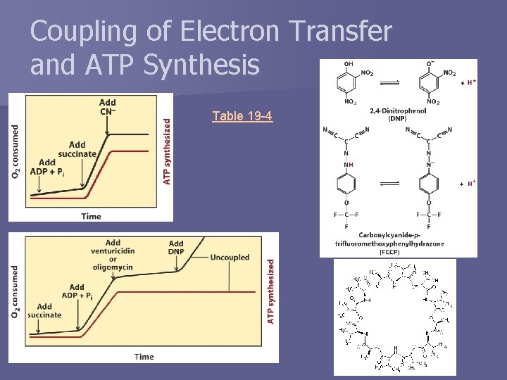 Coupling of Electron Transfer and ATP Synthesis Table 19 -4 