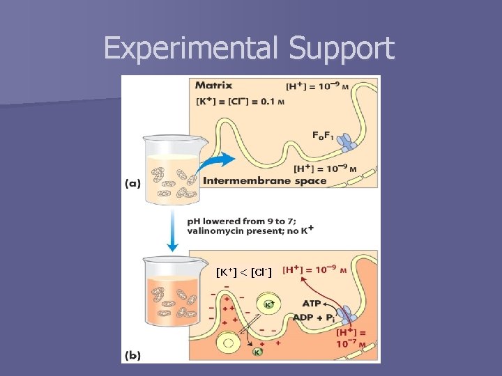 Experimental Support [K+] < [Cl-] 