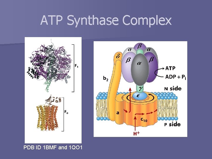 ATP Synthase Complex PDB ID 1 BMF and 1 QO 1 