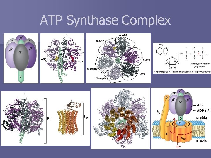 ATP Synthase Complex 