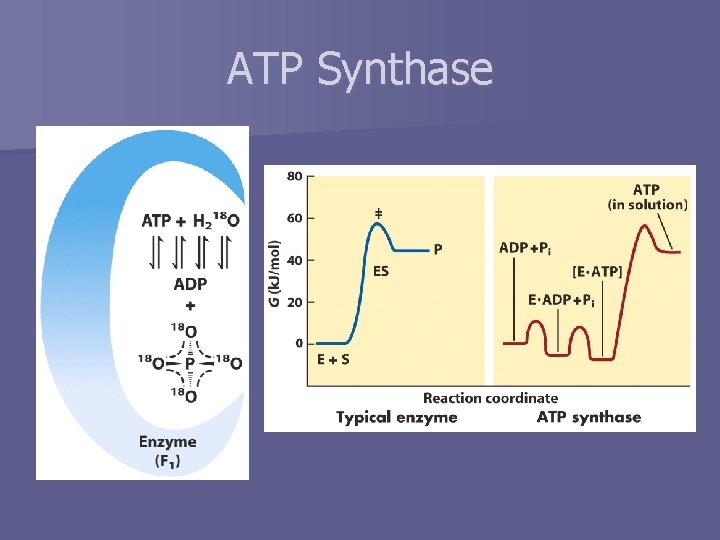 ATP Synthase 