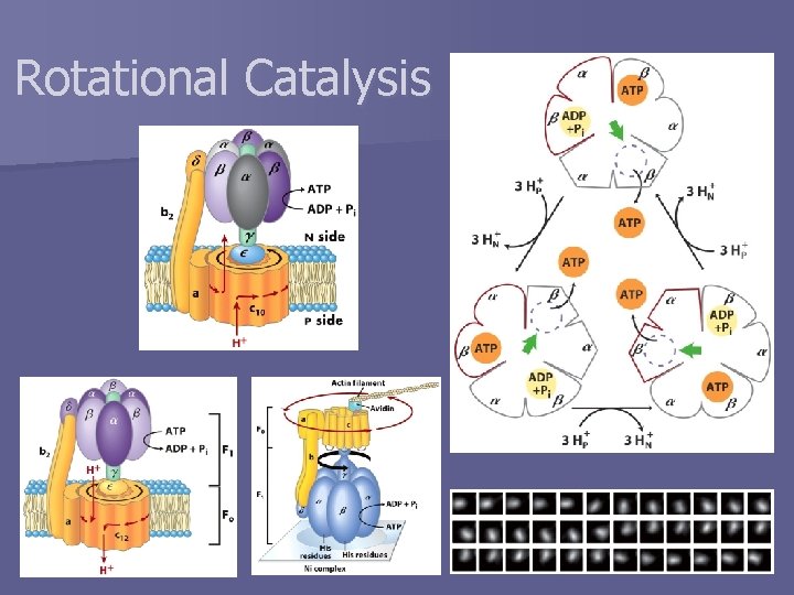 Rotational Catalysis 