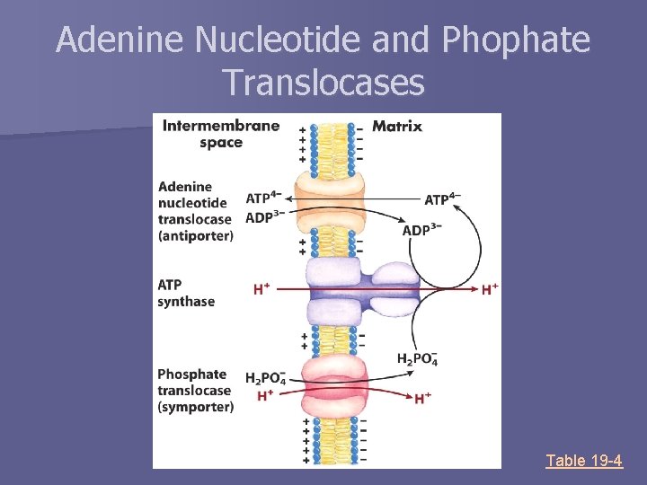 Adenine Nucleotide and Phophate Translocases Table 19 -4 