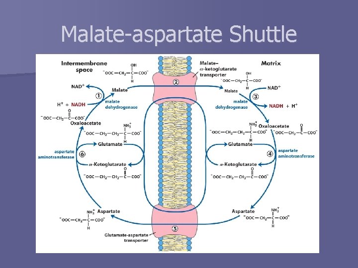 Malate-aspartate Shuttle 