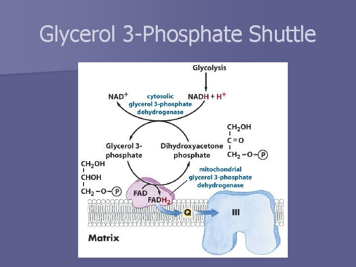 Glycerol 3 -Phosphate Shuttle 