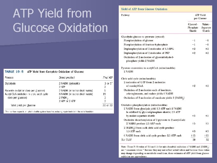 ATP Yield from Glucose Oxidation 
