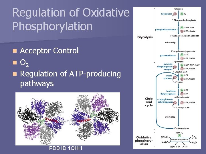 Regulation of Oxidative Phosphorylation Acceptor Control n O 2 n Regulation of ATP-producing pathways