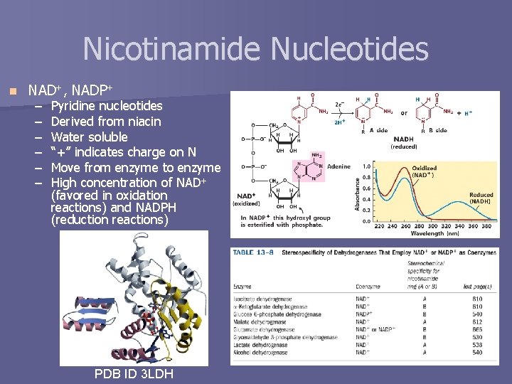 Nicotinamide Nucleotides n NAD+, NADP+ – – – Pyridine nucleotides Derived from niacin Water
