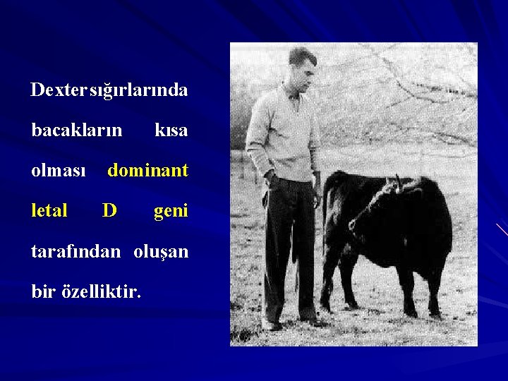 Dexter sığırlarında bacakların kısa olması dominant letal D geni tarafından oluşan bir özelliktir. 