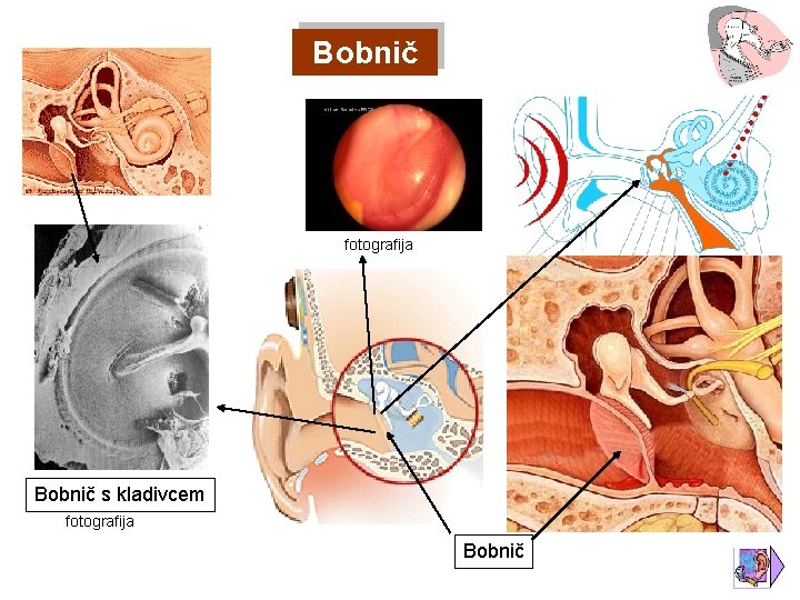 Bobnič fotografija Bobnič s kladivcem fotografija Bobnič 