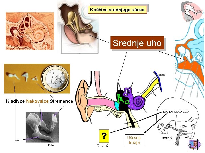 Koščice srednjega ušesa Srednje uho Kladivce Nakovalce Stremence Ev. STAHIJEVA CEV ? Foto Razloži