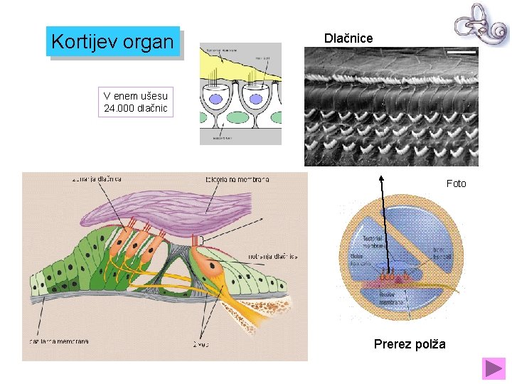 Kortijev organ Dlačnice V enem ušesu 24. 000 dlačnic Foto Prerez polža 