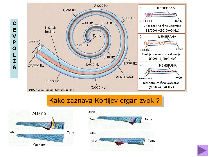 C E V P O L Ž A Kako zaznava Kortijev organ zvok ?