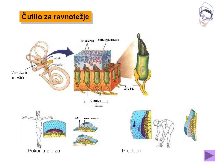 Čutilo za ravnotežje Vrečka in mešiček Pokončna drža Predklon 