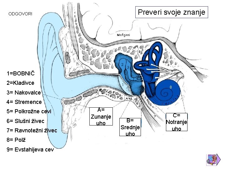 Preveri svoje znanje ODGOVORI 1=BOBNIČ 2=Kladivce 8 3= Nakovalce 4= Stremence 5= Polkrožne cevi